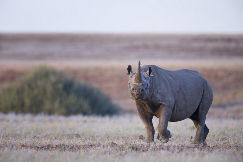 Where To See Rhinos In Africa