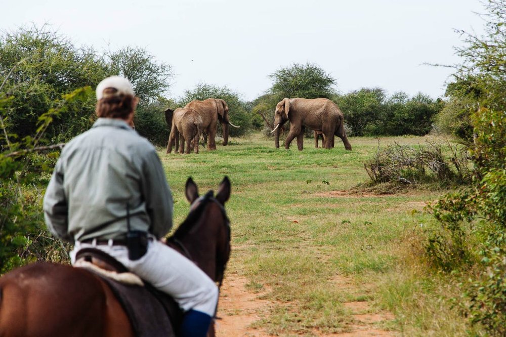 Top 6 Horseback Safaris in Africa Africa Travel